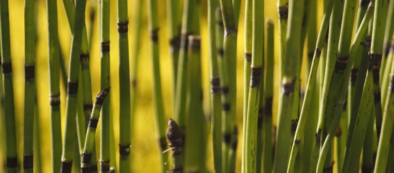 (Top 7) Horsetail Hair Benefits (For Loss & Growth)